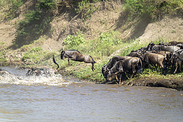 Blue wildebeest (Connochaetes taurinus) jump into river from shore in Serengeti National Park, Tanzania