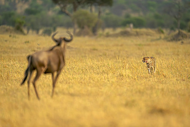 Blue wildebeest (Connochaetes taurinus) stands watching cheetah (Acinonyx jubatus) on grassland in Serengeti National Park, Tanzania