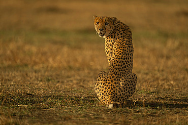 Cheetah (Acinonyx jubatus) sits in savannah looking toward camera in Serengeti National Park, Tanzania