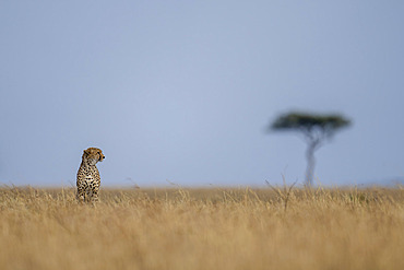 Cheetah (Acinonyx jubatus) sits on horizon near acacia tree in Serengeti National Park, Tanzania