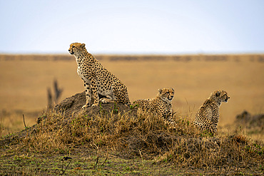 Cheetah (Acinonyx jubatus) sits with two others on mound in Serengeti National Park, Tanzania