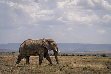 African bush elephant (Loxodonta africana) crosses savannah in sun in Serengeti National Park, Tanzania