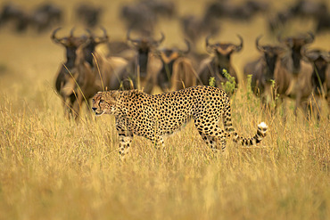 Cheetah (Acinonyx jubatus) walks past line of blue wildebeest in Serengeti National Park, Tanzania