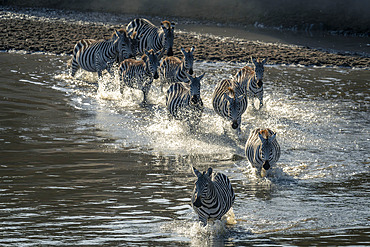 Herd of plains zebra (Equus burchellii) gallop across river in Serengeti National Park, Tanzania