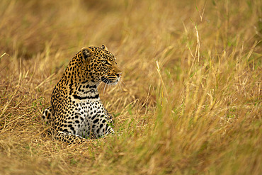 Leopard (Panthera pardus) lies in long grass looking right in Serengeti National Park, Tanzania