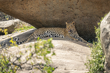 Leopard (Panthera pardus) lies under shady rock near bushes in Serengeti National Park, Tanzania