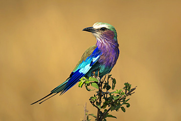 Lilac-breasted roller (Coracias caudatus) turns head on leafy branch in Serengeti National Park, Tanzania