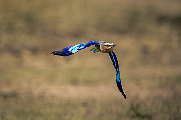 Close-up of a Lilac-breasted roller (Coracias caudatus) with catchlight flying over the savannah, Serengeti National Park, Tanzania, Africa