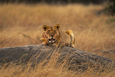 Lioness (Panthera leo) lies crouching on rock watching camera in Serengeti National Park, Tanzania