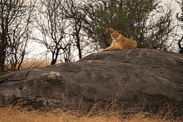 Lioness (Panthera leo) lies on high rock watching camera in Serengeti National Park, Tanzania