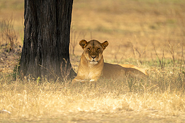 Lioness (Panthera leo) lies watching camera by tree trunk in Serengeti National Park, Tanzania