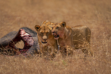 Male lion and lioness (Panthera leo) stand by kill in Serengeti National Park, Tanzania