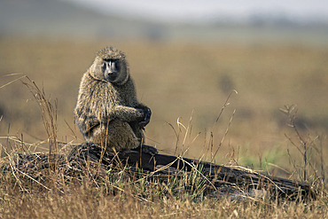 Olive baboon (Papio anubis) sits on log watching camera in Serengeti National Park, Tanzania