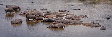 Panorama of hippopotamus (Hippopotamus amphibius) pod in shallow river in Serengeti National Park, Tanzania