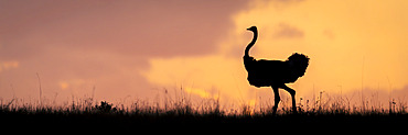 Panorama of male common ostrich (Struthio camelus) on horizon in Serengeti National Park, Tanzania