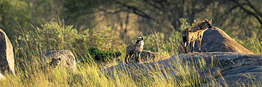 Panorama of three spotted hyena (Crocuta crocuta) on kopje in Serengeti National Park, Tanzania