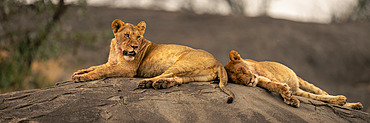 Panorama of two lionesses (Panthera leo) lying on rock in Serengeti National Park, Tanzania