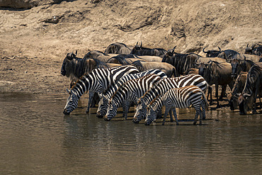 Plains zebra (Equus quagga) and blue wildebeest (Connochaetes taurinus) drinking together in Serengeti National Park, Tanzania