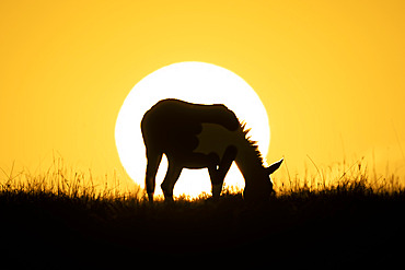 Plains zebra (Equus quagga) grazes on horizon at sunrise in Serengeti National Park, Tanzania