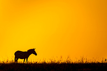 Plains zebra (Equus quagga) silhouetted against sky at dawn in Serengeti National Park, Tanzania