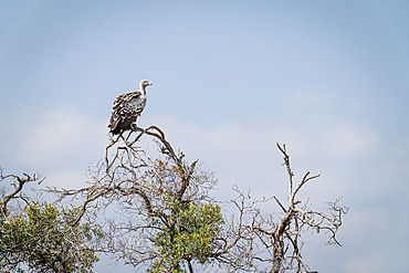 Ruppell's vulture (Gyps rueppelli) on topmost branch of tree in Serengeti National Park, Tanzania