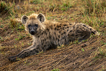 Spotted hyena (Crocuta crocuta) lies on bank watching camera in Serengeti National Park, Tanzania