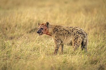 Spotted hyena (Crocuta crocuta) with bloody fur stands in grass opening mouth in Serengeti National Park, Tanzania