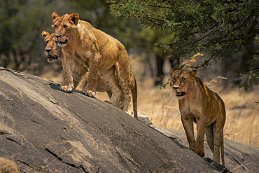 Three lions (Panthera leo) stand on kopje near trees in Serengeti National Park, Tanzania