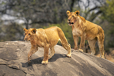 Two lions (Panthera leo) stand on rock beside trees in Serengeti National Park, Tanzania