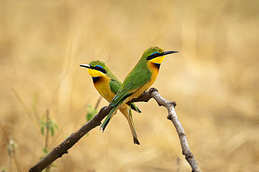 Two little bee-eaters (Merops pusillus) face in opposite directions in Serengeti National Park, Tanzania