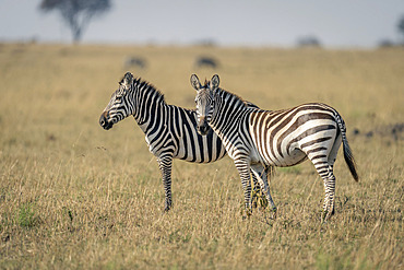 Two plains zebra (Equus quagga) stand in sunlit savannah in Serengeti National Park, Tanzania