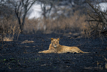 Young male lion (Panthera leo) lies on burnt savannah in Serengeti National Park, Tanzania