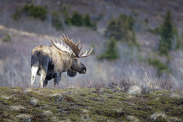 Mature bull moose (Alces alces) with a large rack of antlers spanning close to two meters (six feet) wide, pauses late in the rut in Southcentral Alaska's Chugach State Park, Alaska, United States of America