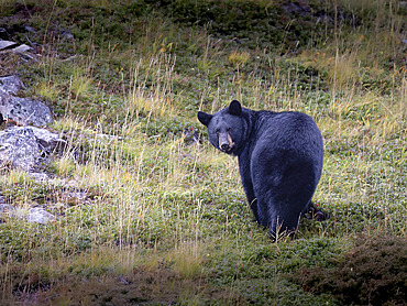 Black bear (Ursus americanus) pauses from preparing for hibernation by foraging for wild berries on a Turnagain Arm mountainside in late October, Alaska, United States of America