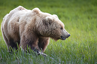 Brown bear (Ursus arctos) pauses on a sedge flat near McNeil River in Southwest Alaska. Sedges are surprisingly high in protein and are a favored food for brown bears early in the summer before salmon runs ramp up, Alaska, United States of America