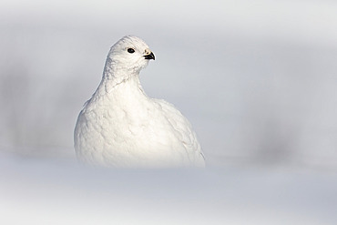 Close-up portrait of a Willow ptarmigan (Lagopus lagopus) in full-white winter plumage watching for danger on a bright February day, Anchorage, Alaska, United States of America