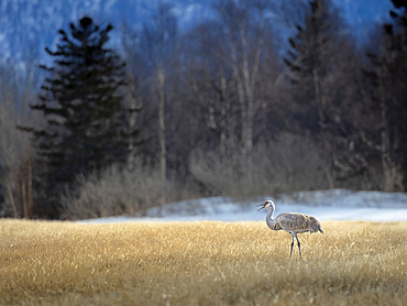 Sandhill crane (Grus canadensis) migrating north in late April to nesting grounds in Alaska, cries out from a farmer's field in Palmer, Alaska. Located in the Matanuska Valley, Palmer was founded as an agricultural colony in the mid-20th century, Palmer, Alaska, United States of America