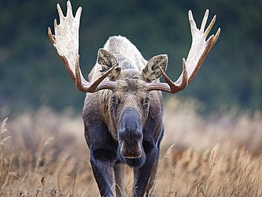 Bull moose (Alces alces) pauses late in the rut in South-central Alaska's Chugach State Park, Anchorage, Alaska, United States of America