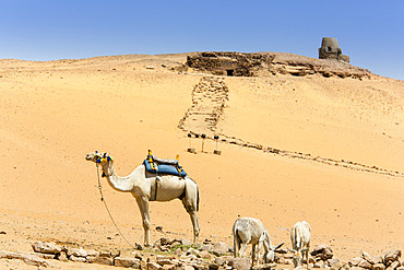 Traditional camel transportation at the tombs of the Nobles in Aswan, Egypt, Aswan, Egypt