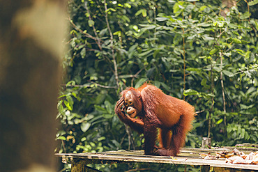 Ape stands on a wooden platform in the rainforest with a contemplative expression in Mount Halimun Salak National Park in Indonesia, West Java, Indonesia