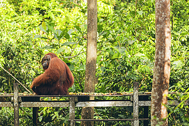 Orangutan (Pongo species) with a mouthful of bananas in Tanjung Puting National Park, Central Kalimantan, West Kotawaringin Regency, Indonesia