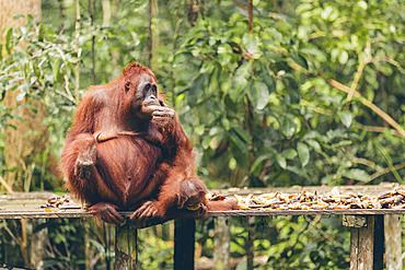 Orangutan (Pongo species) adult and young sitting on wooden board, resting in Tanjung Puting National Park, Central Kalimantan, West Kotawaringin Regency, Indonesia