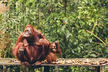 Orangutan (Pongo species) mother and baby sitting on a wooden platform in Tanjung Puting National Park, Central Kalimantan, West Kotawaringin Regency, Indonesia