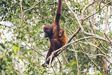 Orangutan (Pongo species) mother and baby together on a branch of a tree in Tanjung Puting National Park, Central Kalimantan, West Kotawaringin Regency, Indonesia