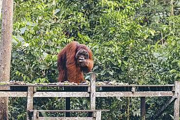 Orangutan (Pongo species) standing on a wooden platform eating fruit in Tanjung Puting National Park, Central Kalimantan, West Kotawaringin Regency, Indonesia