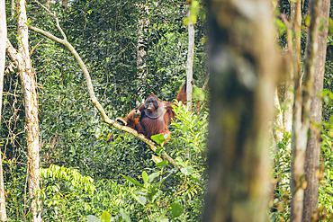 Orangutan (Pongo species) on a branch of a tree in Tanjung Puting National Park, Central Kalimantan, West Kotawaringin Regency, Indonesia