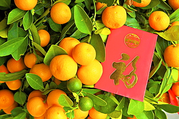 Chinese New Year kumquat trees with Lai See Red Envelopes, Hong Kong, China, Asia