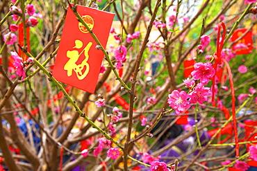 Cherry blossom trees with Lai See Red Envelopes for Chinese New Year, Hong Kong, China, Asia