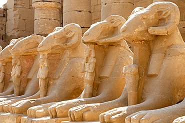 The Avenue of Ram Headed Sphinxes, Karnak Temple, Luxor, Thebes, UNESCO World Heritage Site, Egypt, North Africa, Africa