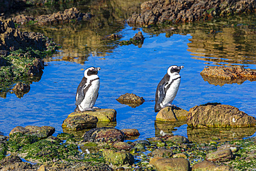 Penguins, Gansbaai, Western Cape, South Africa, Africa